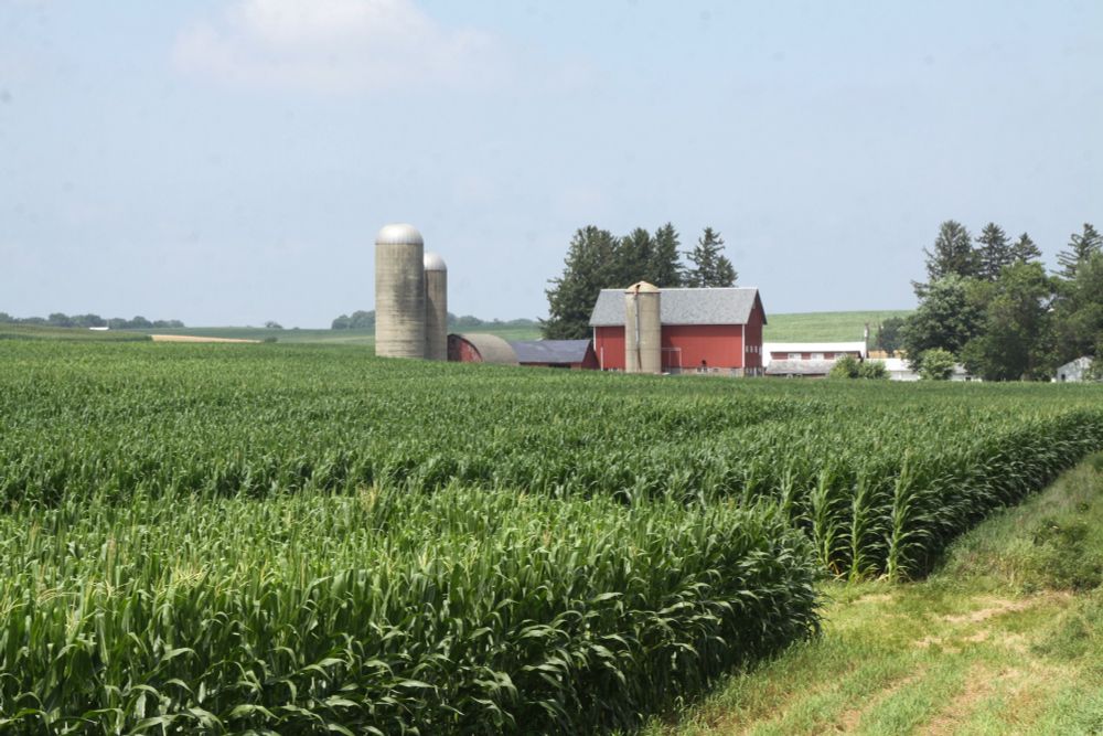 What Is ‘Corn Sweat’ and How Does it Worsen Midwest Heat Waves?