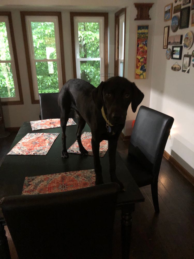 Our hound puppy, Finley, standing on the dining room table crying for help.