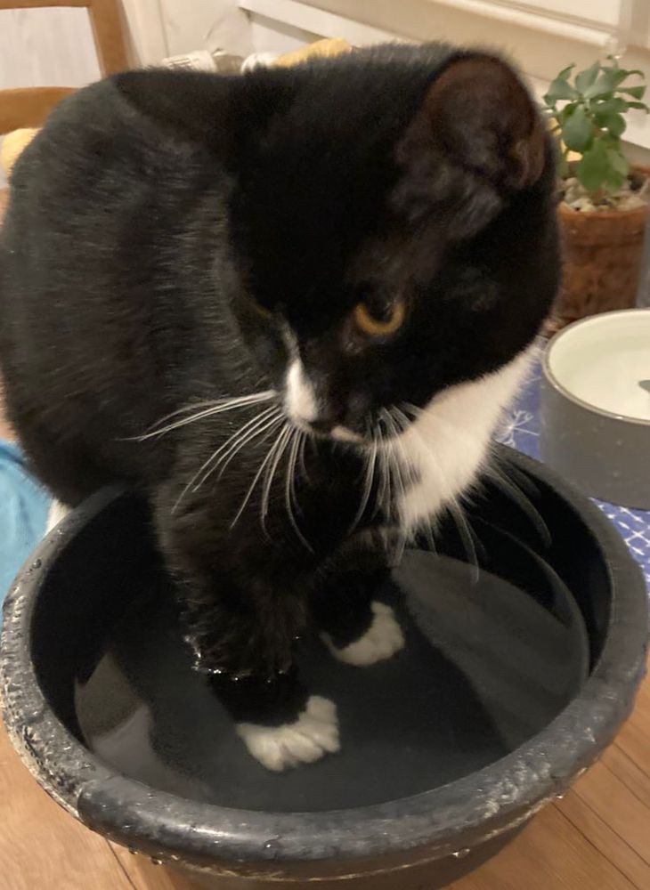 Chaton noir et blanc les deux pattes avant dans une bassine d’eau
