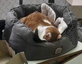 Chat dans son panier, tête enfoncée dedans