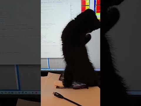 Oreo helping me find a bug.