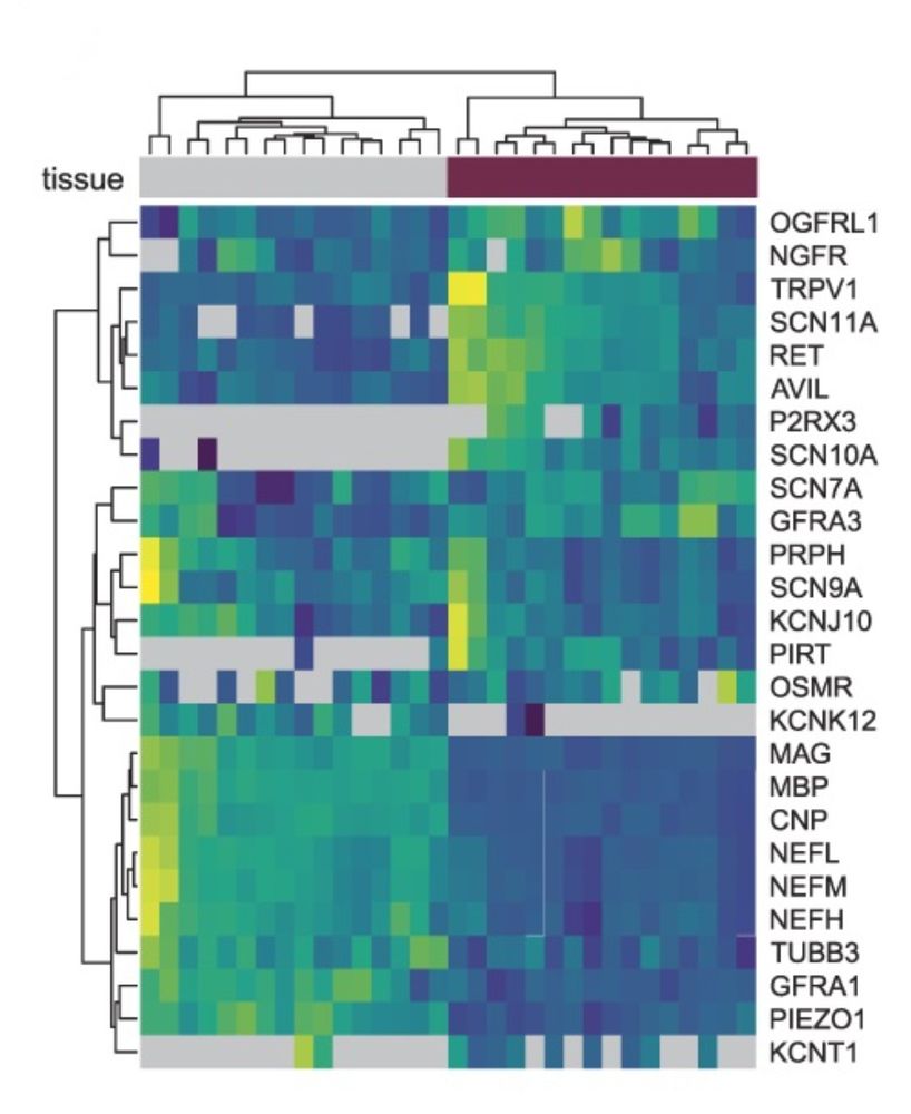 Heatmap from the linked paper in figure 2, of hDRG and nerve proteomics showing the detection of TRP- and SCN- channels across samples, with higher levels of myelin-related proteins in the nerve and higher levels of TRPV1 and SCN10a in the ganglia 