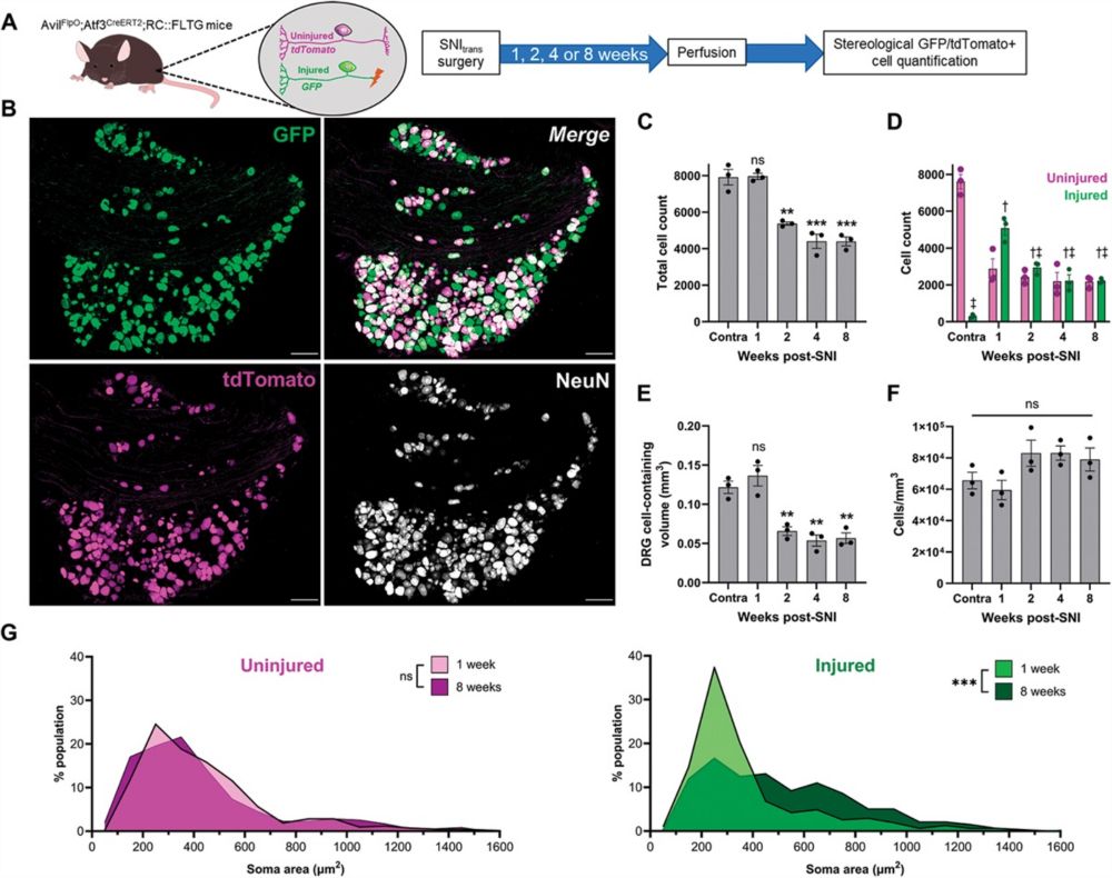 Peripheral nerve injury results in a biased loss of sensory ... : PAIN