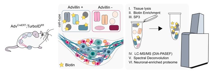 Schematic of the linked paper. AdvillinCre; TurboIDfl/fl mouse was used to biotylinate proteins in advillin+ cells (ie. sensory neurons), represented by stars in the schema, which were then enriched (eppendorf clipart) and put into a mass spectrometry (DIA-PASEF) to generate a neuronal-enriched proteome 
