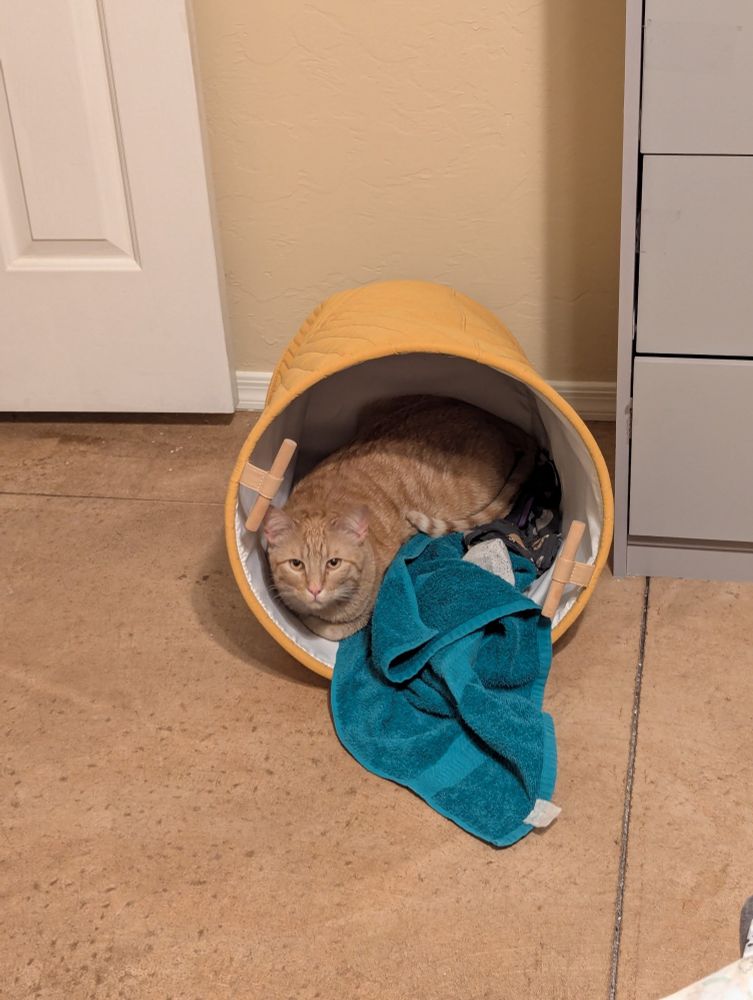 An orange tabby who made himself a nest in a laundry hamper 