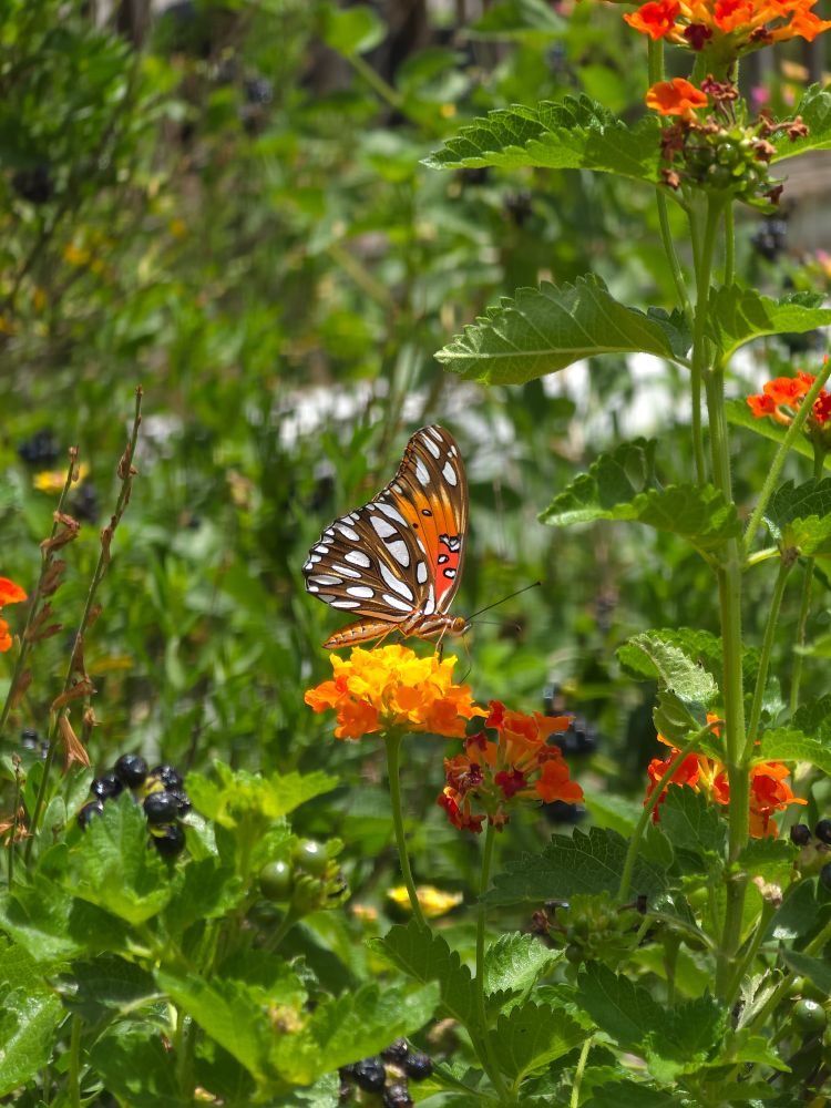 A pretty Gulf Fritillary butterfly sitting on top of a Lantana Flower in the afternoon sunlight.