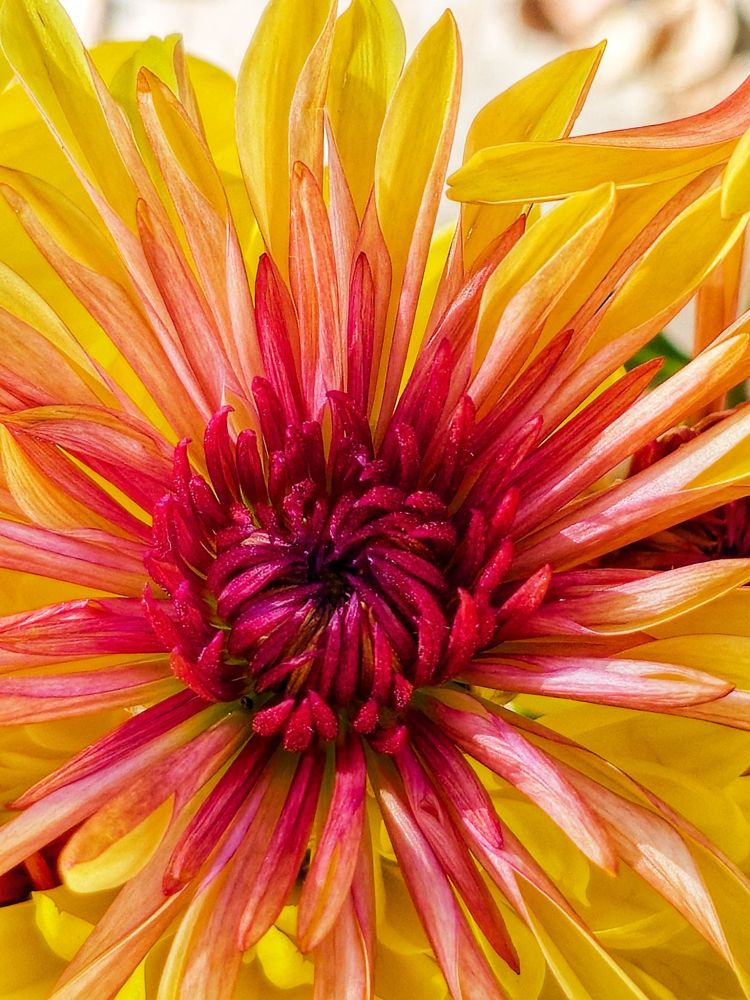 An upclose photo of a Chrysanthemum with beautiful yellows and pinks from a bouquet.