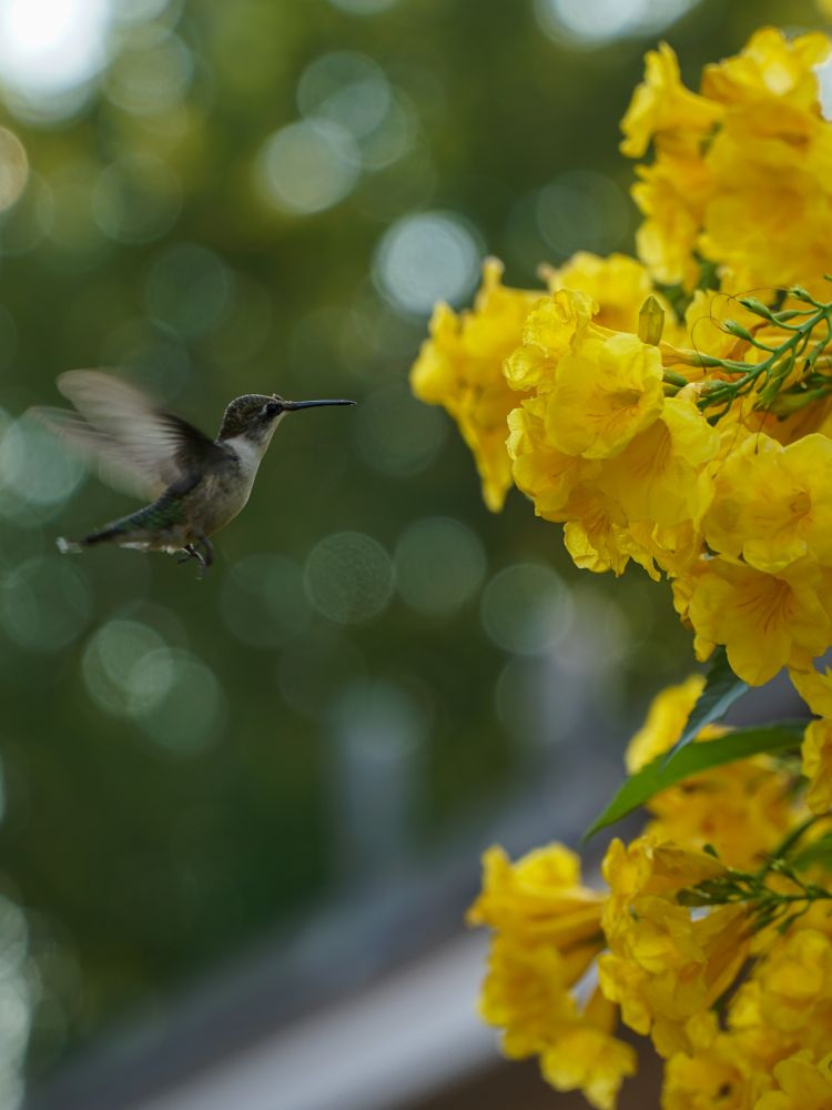 A photo of a hummingbird enjoying our Esperanza with a beautiful bokeh background.