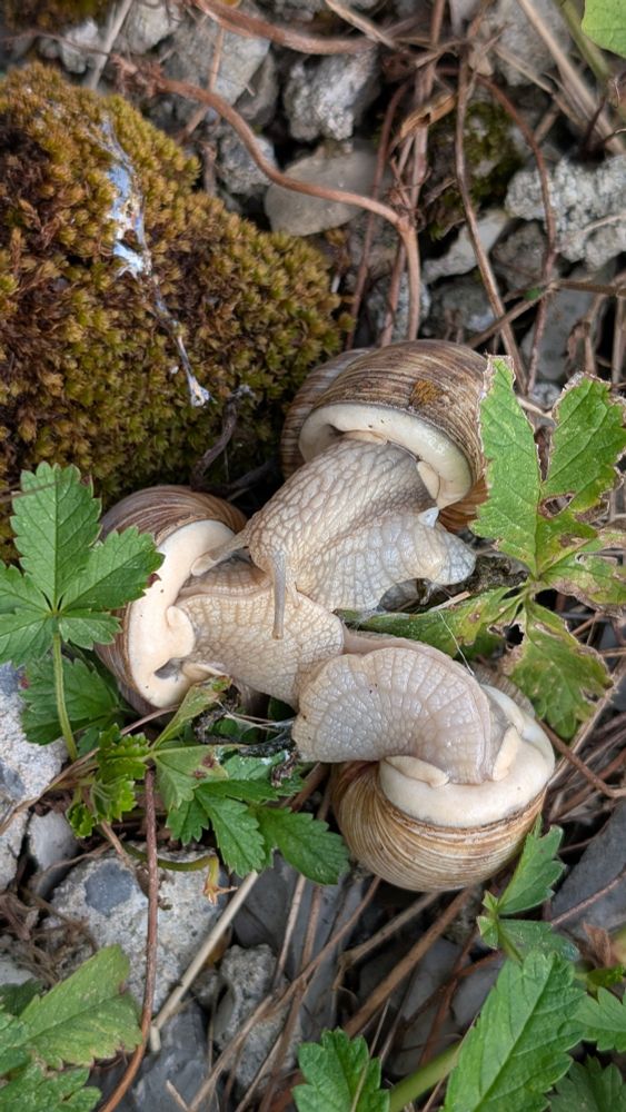 Drei Weinbergschnecken ineinander verschlungen, auf Kiesbett mit etwas Grünzeug.