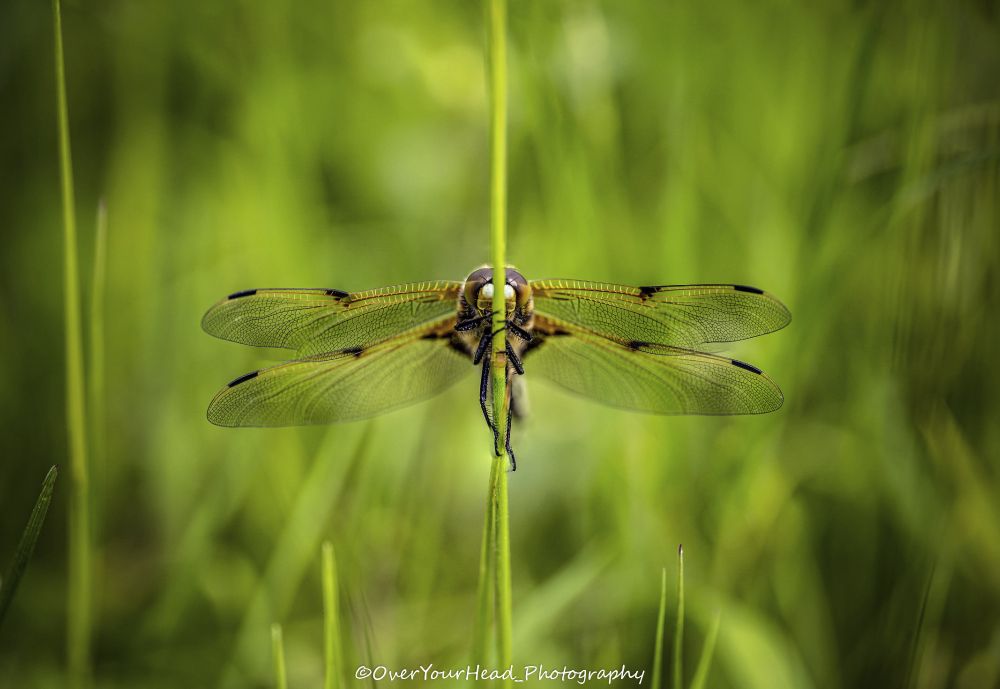 A beautiful dragonfly clinging to a blade of grass, staring directly at the camera