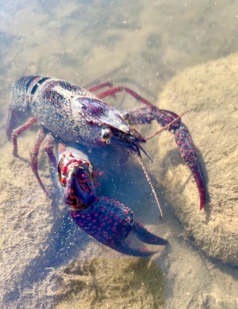 A crawdad crawling out of the water 
