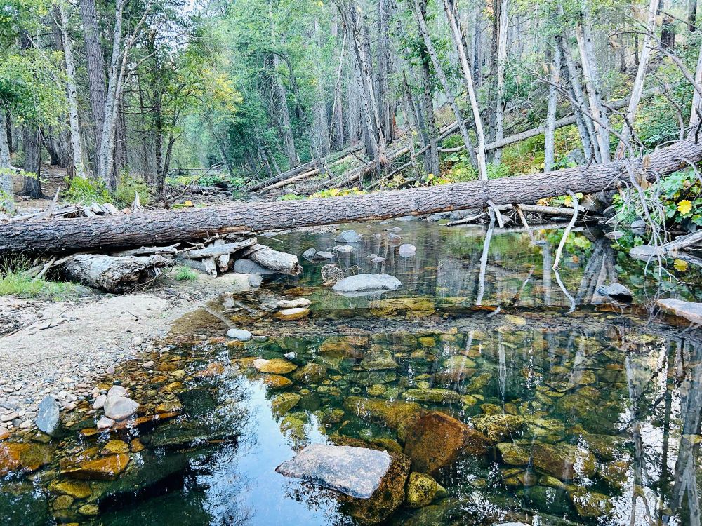 A clear stream in the middle of a forest with a fallen tree laying across from one bank to the other. The water is shallow enough to see rocks at the bottom of the stream and is still enough to see the reflections of the trees and blue sky on the surface of the water. 