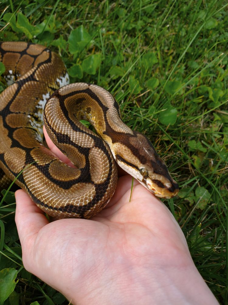 Outside photo of a ball python lying in the grass. It is a golden brown color with black webbing patterns along its back and a white underbelly. It's eyes are a green and gold color. It rests its upper body on an outstretched hand, seeming very comfortable and content.