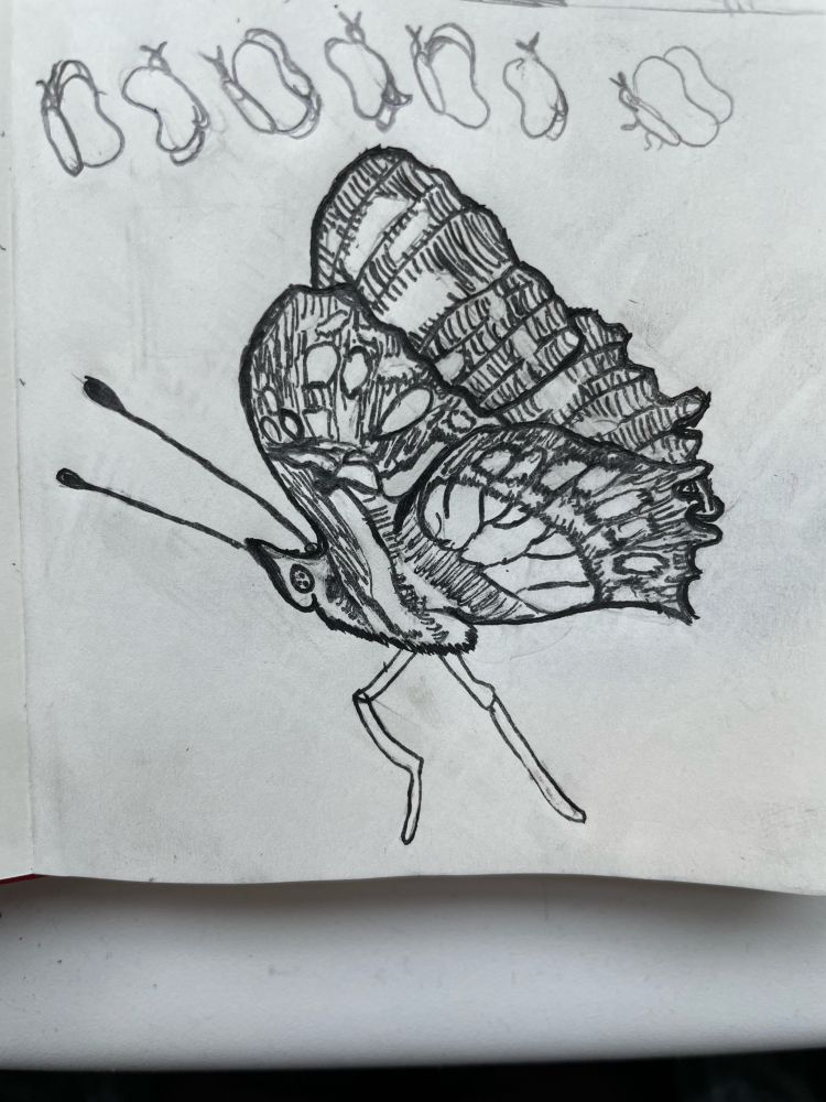 An ink drawing of an malachite butterfly