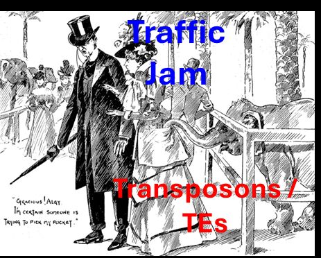 Old timey image of Transposons as an elephant taking advantage of Traffic Jam as a lady.