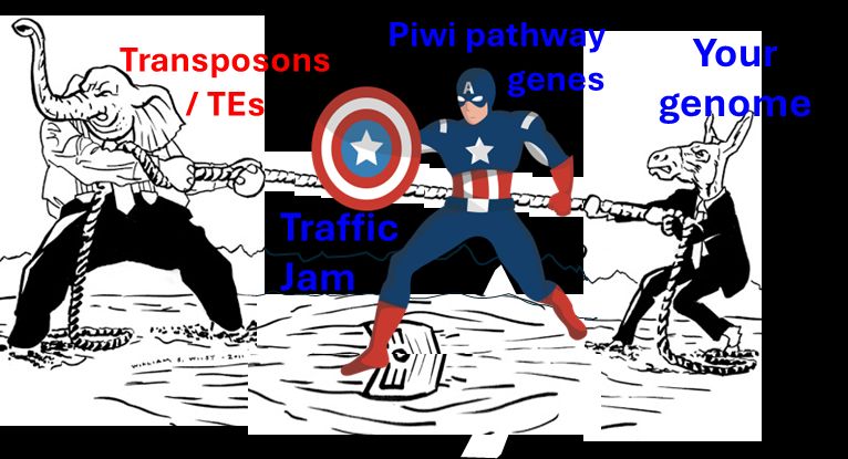 Traffic Jam is the Shield for Piwi genes acting like Captain America defending your genome from the selfish transposons.
