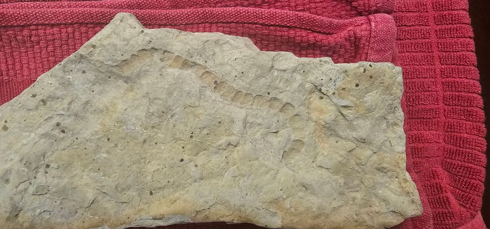 Rock with fossil impressions of a possible worm.