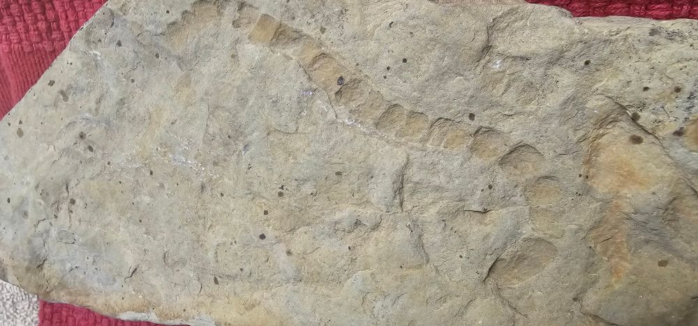 Rock with fossil impressions of a possible worm.