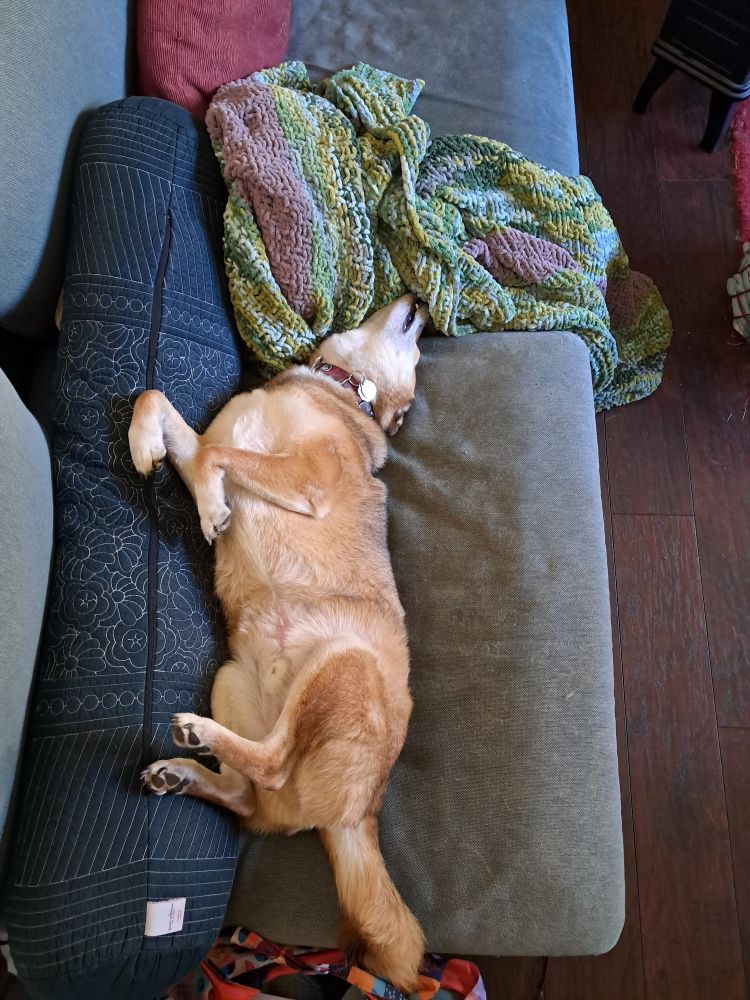 Dog stretched out on his back on the sofa, sleeping 