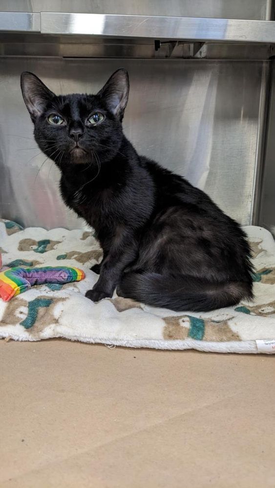 The shelter photo of Nyxie, a little black cat with a sweet face. 