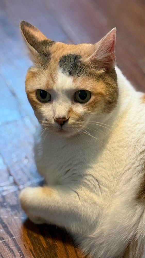 Ginger, a beautiful Calico cat, has flopped onto a hardwood floor. She is looking off into the distance thoughtfully. 