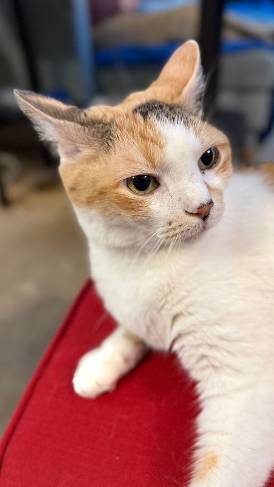 Ginger, a beautiful Calico cat, looks off to the side while relaxing on a red footstool. Her ears (with orange and grey tabby markings) are quite perfect. 