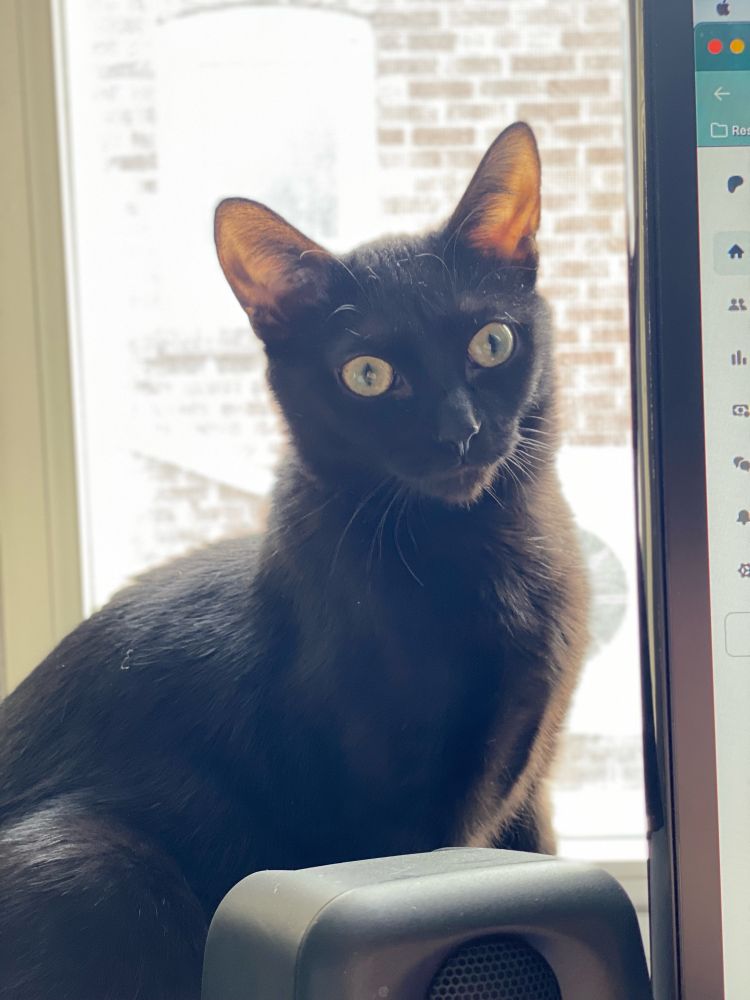 Nyx, a tiny and adorable black cat who is the Goddess of the Night