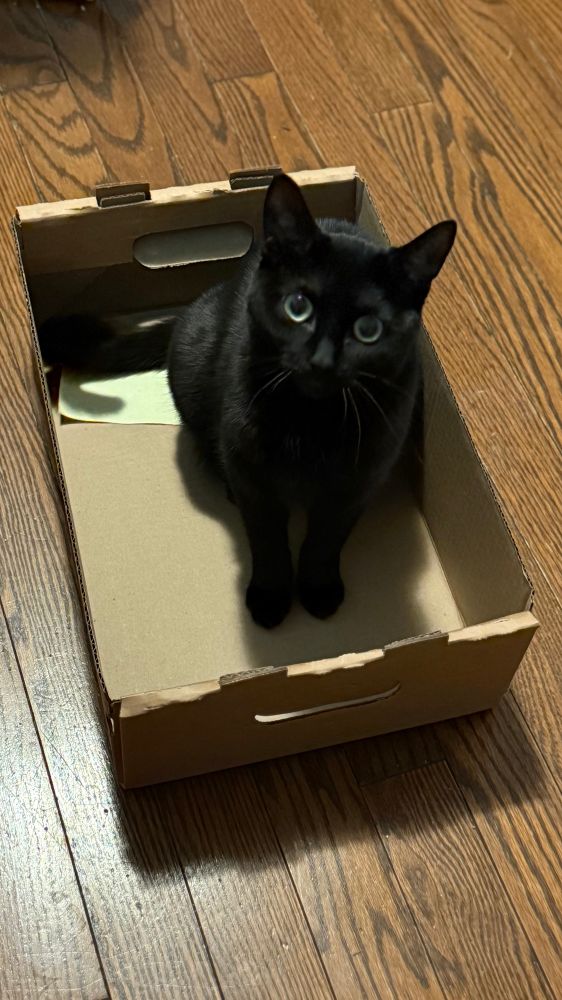 Nyx, a small black cat, sits inside a box on the floor looking upwards at the viewer. 