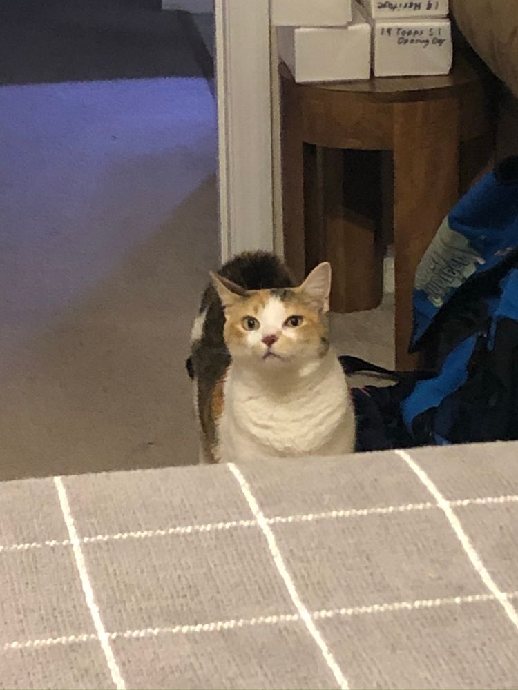 Photo of Ginger, a Calico cat, giving me the most unimpressed, resentful side-eye I have ever received. 