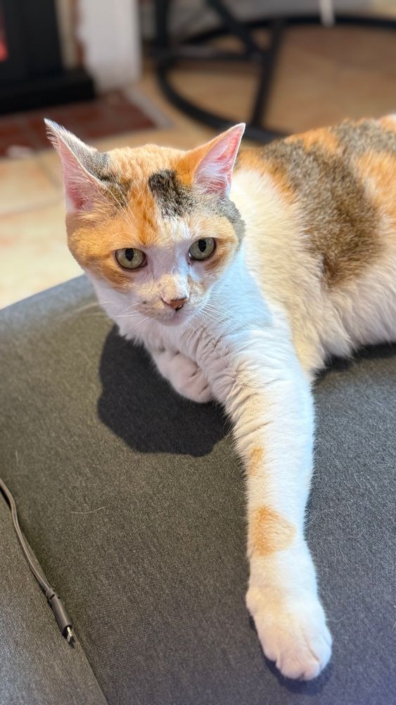 Ginger, a beautiful Calico cat, lies on a grey chaise with her front leg elegantly extended. 