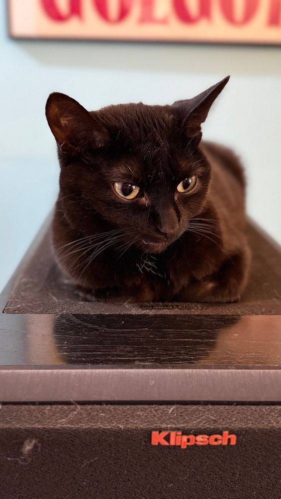 Nyx, a small black cat, lies contentedly on top of a large Klipsch speaker. Her eyes are calm and her ears are very pointy. 