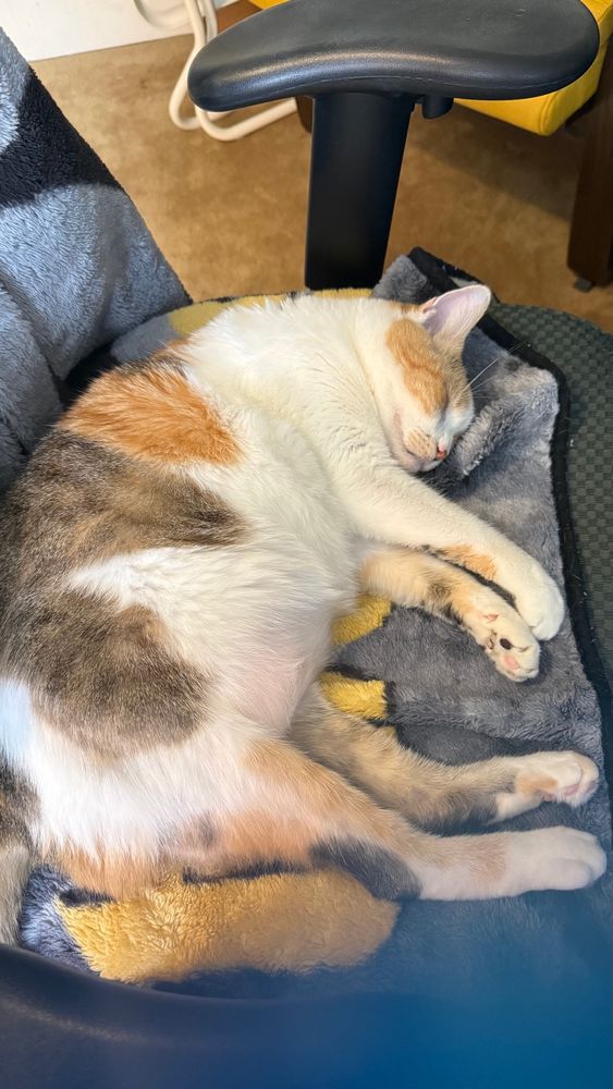Ginger, a beautiful Calico cat, is sleeping on an office chair that has a fleece blanket on it. All four of her feet are flopped to the side, and you can see her multicoloured beans. 
