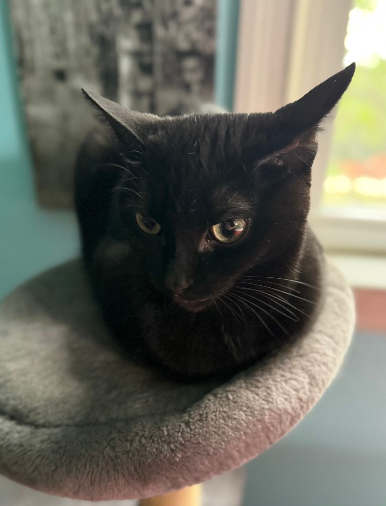 Nyx, a small black cat, has made a tiny loaf of herself on a cat tree with a tilted cushion. As aforementioned, her ears are so very pointy. 