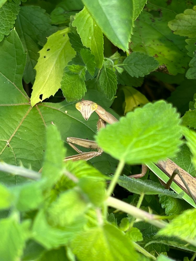 Photo of a dull green preying mantis amongst bright green mint leaves and other leaves in a garden