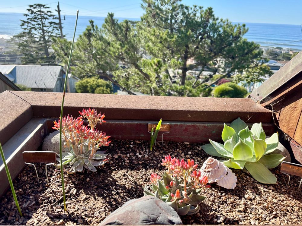 Image of a planter box with slender green shoots emerging from the soil. Succulents are flowering orange and a large gastropod shell of mega astrea present as well. Background is a Monterey pine and the pacific in the distant background. 