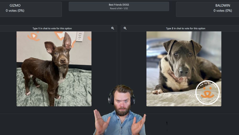robo green screened in front of a page showing two shelter dogs, Gizmo and Baldwin, with the option to vote on one or the other. At the top it reads "Best Friends DOGS Round 1 of 64"