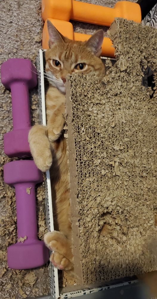 Bento being a sandwich 🥪 