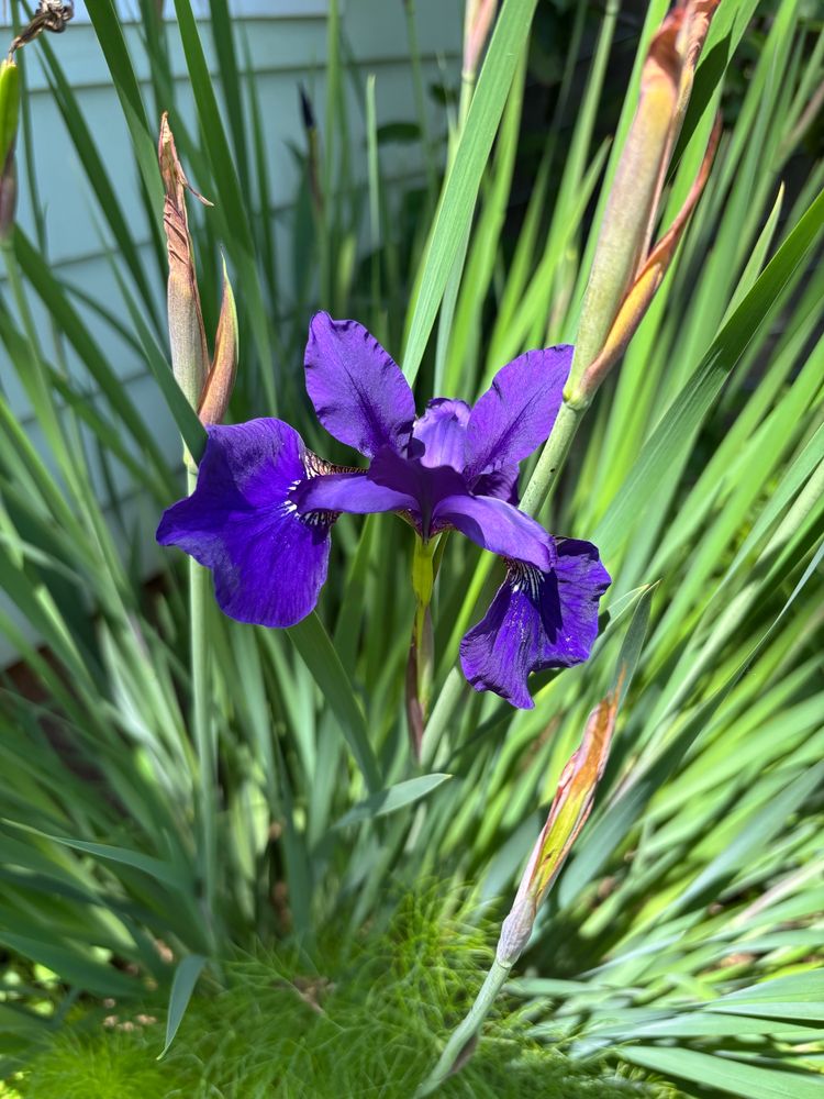 Purple Siberian iris