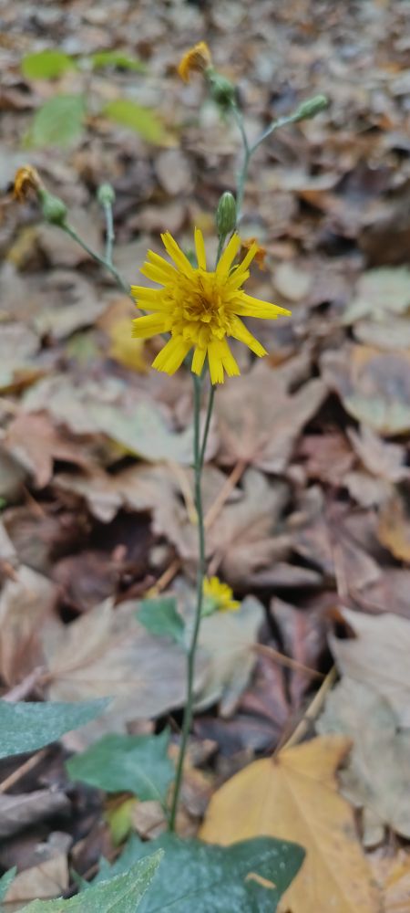 Based on its appearance—a single yellow flower head composed of ray florets, growing on a slender, branched stem, and blooming late in the season among autumn leaves—it strongly resembles a species from the genus Crepis, commonly known as Hawk's-beard.
Unmeasurable
Like the potential of the weight of word
