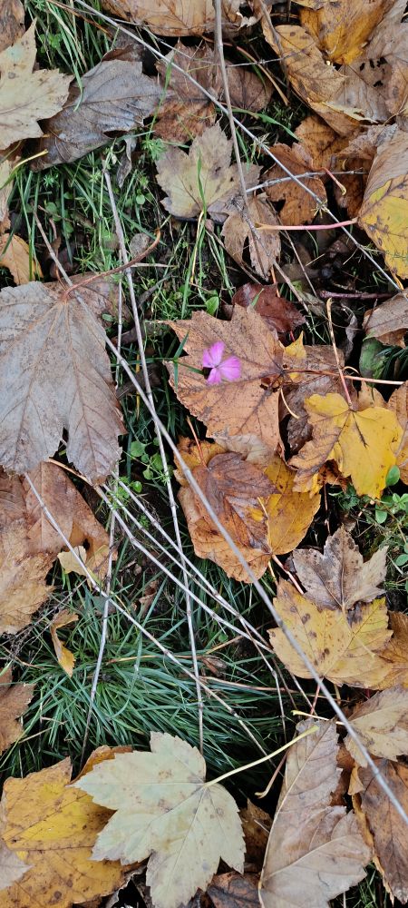 A close-up, high-angle view of the forest floor covered in a mixture of fallen, dry autumn leaves and green grass. The leaves are mostly in shades of brown, yellow, and tan, suggesting maple or sycamore leaves. Thin, dried grey-brown twigs lie crisscrossed across the ground. A single small, bright purple or magenta flower is visible near the center, resting on one of the larger brown leaves, providing a distinct spot of color against the muted autumn tones.
The light you brought 
