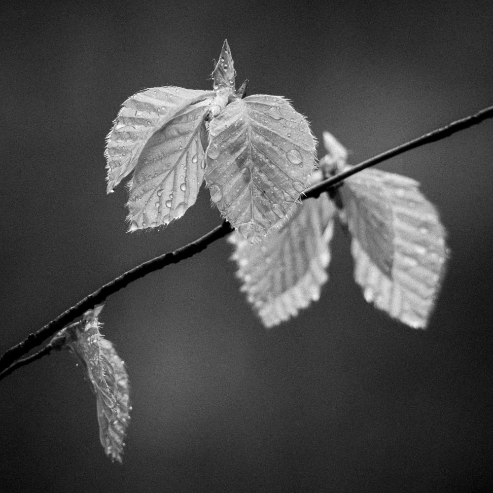Young beach leaves on a branch against a dark background. B&W photo.
