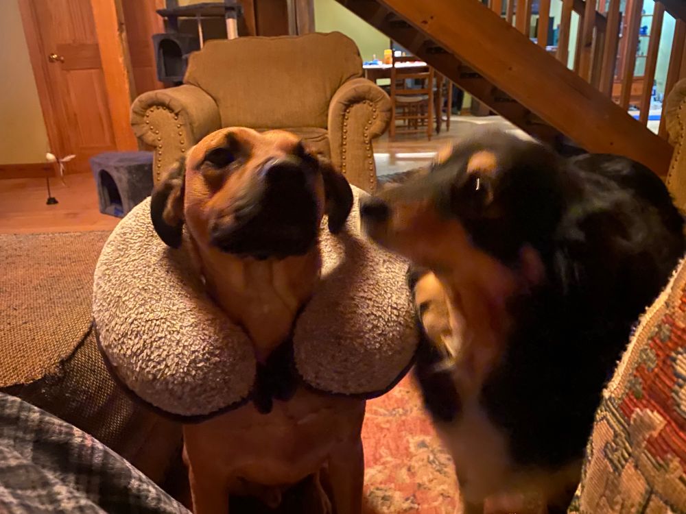 Fargus my dog is proudly wearing my neck pillow while Hazel looks on in envy.