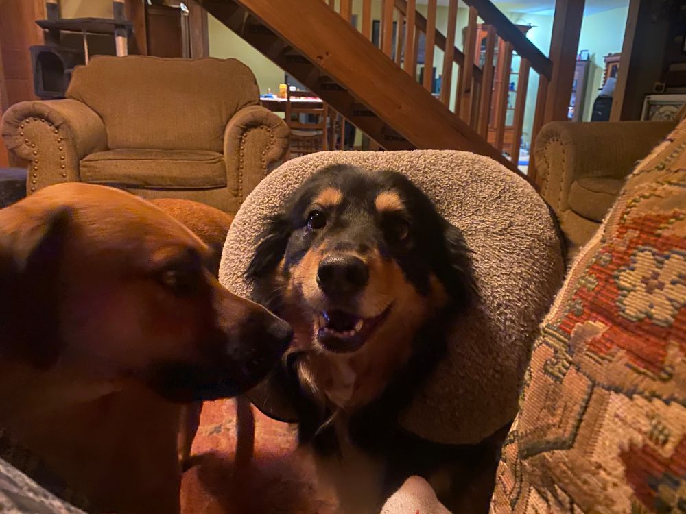 Hazel my other dog is now wearing the neck pillow and Fargus cannot believe this blasphemy.