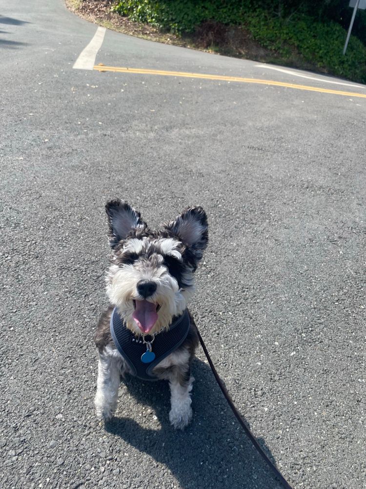Mini Schnauzer ❤️