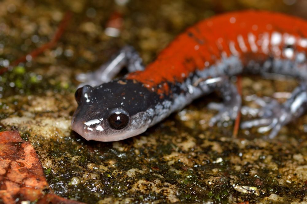 A salamander with a dark gray head, black eyes, light gray legs and sides, and a reddish orange back.