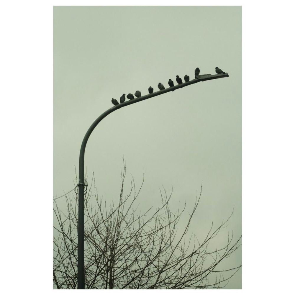 Auf einer lang gebogenen Straßenlaterne sitzen 11 Tauben nebeneinander aufgereiht. Unterhalb der Laterne reckt ein Baum seine Blattlosen Äste dürr in den Himmel. 