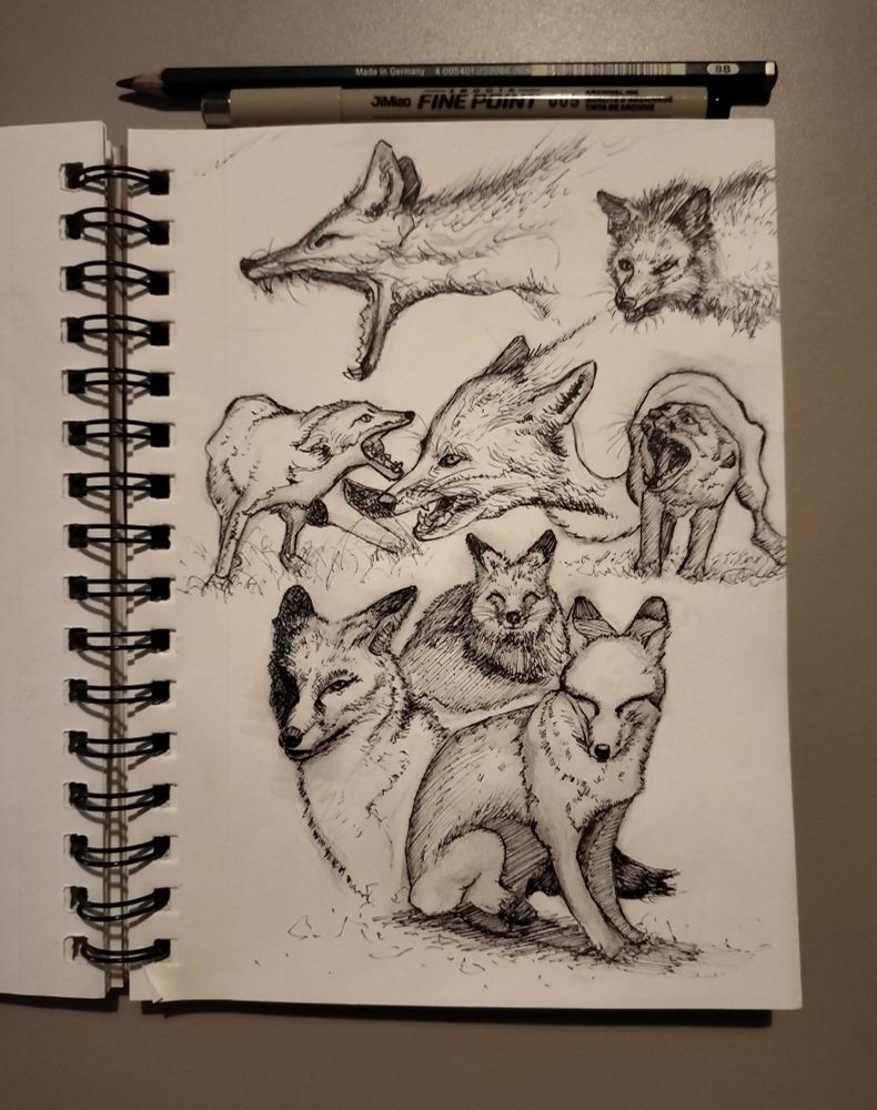 some fox sketches in different poses and angles done with pencil and ink.