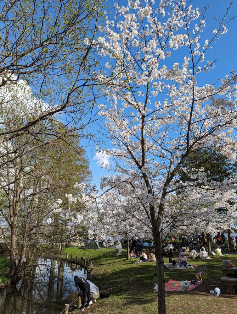 葛飾区　水元公園　お花見　桜　春