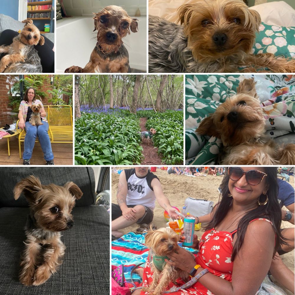 Collage of photographs of Flora. A tiny, sassy Yorkshire terrier with big brown eyes and floppy ears.