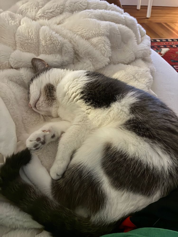 Jane, a white and brown-gray Aegean cat, curled up on a white fleece blanket on the couch. Her legs are comfortably stretched out, and her little toe beans are showing. The tiniest hint of a fang tooth is poking through her pursed lips.